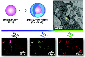 Graphical abstract: Wide visible-range activatable fluorescence ZnSe:Eu3+/Mn2+@ZnS quantum dots: local atomic structure order and application as a nanoprobe for bioimaging