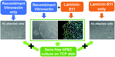 Graphical abstract: Laminin-511 and recombinant vitronectin supplementation enables human pluripotent stem cell culture and differentiation on conventional tissue culture polystyrene surfaces in xeno-free conditions
