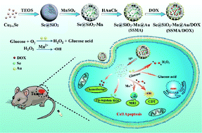 Graphical abstract: Tumor microenvironment responsive self-cascade catalysis for synergistic chemo/chemodynamic therapy by multifunctional biomimetic nanozymes