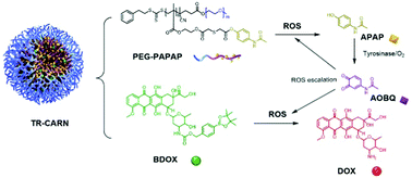 Graphical abstract: A tyrosinase-responsive tumor-specific cascade amplification drug release system for melanoma therapy