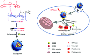 Graphical abstract: Design and construction of IR780- and EGCG-based and mitochondrial targeting nanoparticles and their application in tumor chemo-phototherapy