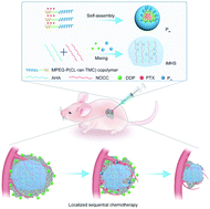 Graphical abstract: An in situ spontaneously forming micelle-hydrogel system with programmable release for the sequential therapy of anaplastic thyroid cancer