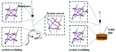 Graphical abstract: Facile engineering of ECM-mimetic injectable dual crosslinking hydrogels with excellent mechanical resilience, tissue adhesion, and biocompatibility