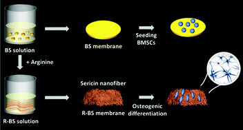 Graphical abstract: Arginine induces protein self-assembly into nanofibers for triggering osteogenic differentiation of stem cells