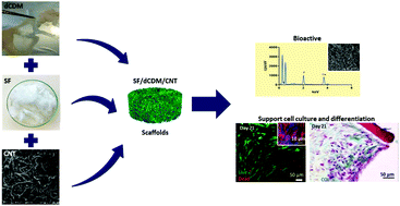 Graphical abstract: Carbon nanotube-reinforced cell-derived matrix-silk fibroin hierarchical scaffolds for bone tissue engineering applications