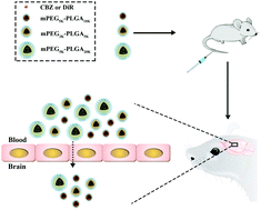 Graphical abstract: Influence of nanoparticle size on blood–brain barrier penetration and the accumulation of anti-seizure medicines in the brain