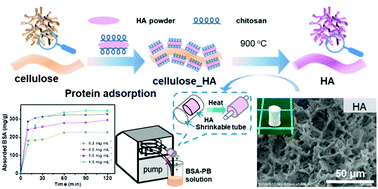 Graphical abstract: Facile synthesis of a three-dimensional hydroxyapatite monolith for protein adsorption