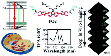 Graphical abstract: A biocompatible two-photon absorbing fluorescent mitochondrial probe for deep in vivo bioimaging