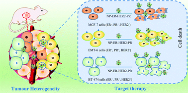 Graphical abstract: Multi-ligand modified PC@DOX-PA/EGCG micelles effectively inhibit the growth of ER+, PR+ or HER2+ breast cancer