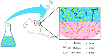 Graphical abstract: In vivo and in vitro evaluation of chitosan-modified bioactive glass paste for wound healing