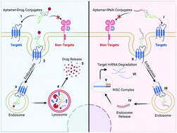 Graphical abstract: Aptamers: an emerging navigation tool of therapeutic agents for targeted cancer therapy