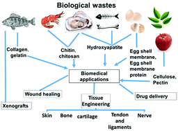 Graphical abstract: Waste-derived biomaterials as building blocks in the biomedical field