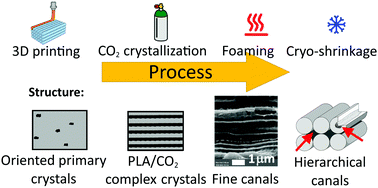 Graphical abstract: Anisotropic solid-state PLA foaming templated by crystal phase pre-oriented with 3D printing: cell supporting structures with directional capillary transfer function