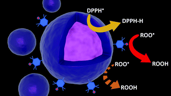 Graphical abstract: Expanding the spectrum of polydopamine antioxidant activity by nitroxide conjugation