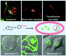 Graphical abstract: A single dual-targeting fluorescent probe enables exploration of the correlation between the plasma membrane and lysosomes