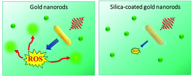 Graphical abstract: Coating gold nanorods with silica prevents the generation of reactive oxygen species under laser light irradiation for safe biomedical applications