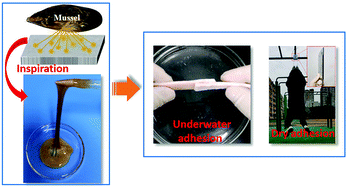 Graphical abstract: An antibacterial biomimetic adhesive with strong adhesion in both dry and underwater situations