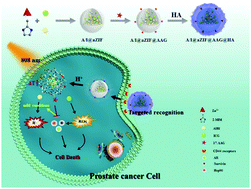 Graphical abstract: Combined effect of heat shock protein inhibitor geldanamycin and free radicals on photodynamic therapy of prostate cancer