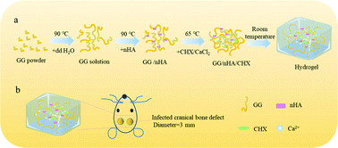 Graphical abstract: An injectable gellan gum-based hydrogel that inhibits Staphylococcus aureus for infected bone defect repair