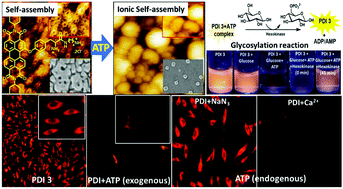 Graphical abstract: A perylene diimide-based nanoring architecture for exogenous and endogenous ATP detection: biochemical assay for monitoring phosphorylation of glucose
