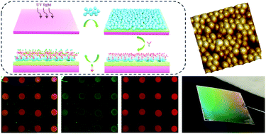 Graphical abstract: Three-dimensional protein microarrays fabricated on reactive microsphere modified COC substrates