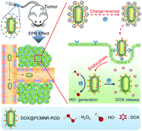 Graphical abstract: A cerium oxide-based nanomedicine for pH-triggered chemodynamic/chemo combination therapy