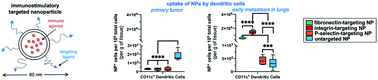 Graphical abstract: Comparison of the uptake of untargeted and targeted immunostimulatory nanoparticles by immune cells in the microenvironment of metastatic breast cancer