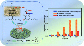 Graphical abstract: Catalytic SrMoO4 nanoparticles and conducting polymer composite sensor for monitoring of K+-induced dopamine release from neuronal cells