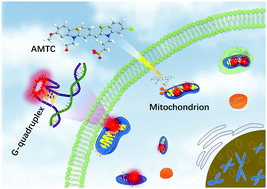 Graphical abstract: An organic molecular compound for in situ identification of mitochondrial G-quadruplexes in live cells