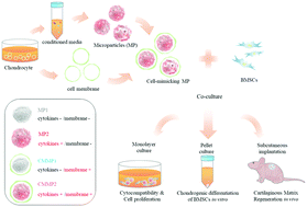 Graphical abstract: Chondrocyte secretome enriched microparticles encapsulated with the chondrocyte membrane to facilitate the chondrogenesis of BMSCs and reduce hypertrophy