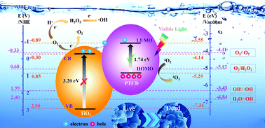 Graphical abstract: Visible-light-induced bactericidal properties of a novel thiophene-based linear conjugated polymer/TiO2 heterojunction