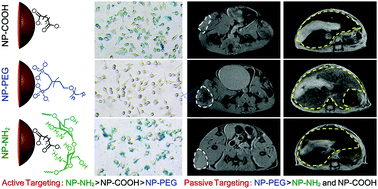 Graphical abstract: The influence of surface charge on the tumor-targeting behavior of Fe3O4 nanoparticles for MRI