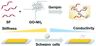 Graphical abstract: Conductive biocomposite hydrogels with multiple biophysical cues regulate schwann cell behaviors