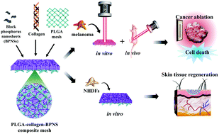 Graphical abstract: PLGA–collagen–BPNS Bifunctional composite mesh for photothermal therapy of melanoma and skin tissue engineering