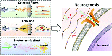 Graphical abstract: A photoelectric effect integrated scaffold for the wireless regulation of nerve cellular behavior