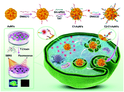 Graphical abstract: Fluorescence–Raman dual-mode quantitative detection and imaging of small-molecule thiols in cell apoptosis with DNA-modified gold nanoflowers