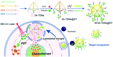 Graphical abstract: Targeting drug delivery and efficient lysosomal escape for chemo-photodynamic cancer therapy by a peptide/DNA nanocomplex