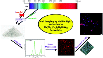 Graphical abstract: Visible-light excited polar Dion–Jacobson Rb(Bi1−xEux)2Ti2NbO10 perovskites: photoluminescence properties and in vitro bioimaging