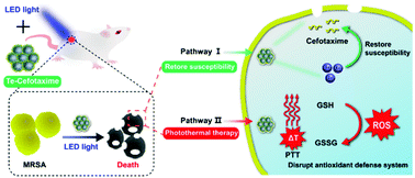 Graphical abstract: Te–Cefotaxime nanocomposites with restored antibiotic susceptibility and the LED light activated photothermal effect for rapid MRSA eradication