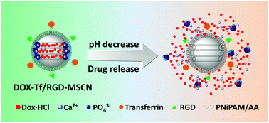 Graphical abstract: Enhanced anti-tumor activity of a drug through pH-triggered release and dual targeting by calcium phosphate-covered mesoporous silica vehicles