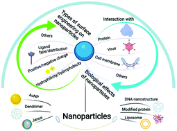 Graphical abstract: Engineering surface patterns on nanoparticles: new insights into nano-bio interactions