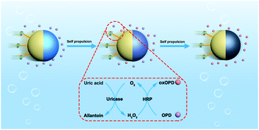 Graphical abstract: Upconversion-nanoparticle-functionalized Janus micromotors for efficient detection of uric acid