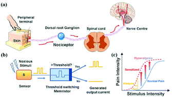 Graphical abstract: A bio-inspired tactile nociceptor constructed by integrating wearable sensing paper and a VO2 threshold switching memristor