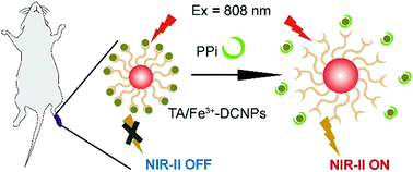 Graphical abstract: Sensing and imaging of PPi in vivo using lanthanide-based second near-infrared luminescent probes