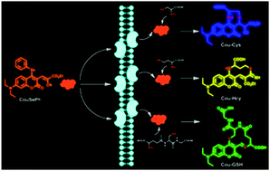 Graphical abstract: A coumarin-based fluorescent probe with 4-phenylselenium as the active site for multi-channel discrimination of biothiols