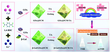 Graphical abstract: Highly efficient synergistic biocatalysis driven by stably loaded enzymes within hierarchically porous iron/cobalt metal–organic framework via biomimetic mineralization