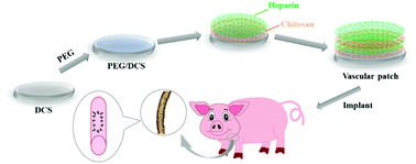 Graphical abstract: Decellularized scaffold-based poly(ethylene glycol) biomimetic vascular patches modified with polyelectrolyte multilayer of heparin and chitosan: preparation and vascular tissue engineering applications in a porcine model