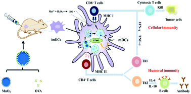 Graphical abstract: MnO2 nanoparticles as a minimalist multimode vaccine adjuvant/delivery system to regulate antigen presenting cells for tumor immunotherapy