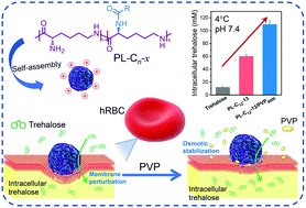 Graphical abstract: Facilitating trehalose entry into hRBCs at 4 °C by alkylated ε-poly(l-lysine) for glycerol-free cryopreservation