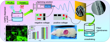 Graphical abstract: PLLA–gelatin composite fiber membranes incorporated with functionalized CeNPs as a sustainable wound dressing substitute promoting skin regeneration and scar remodeling